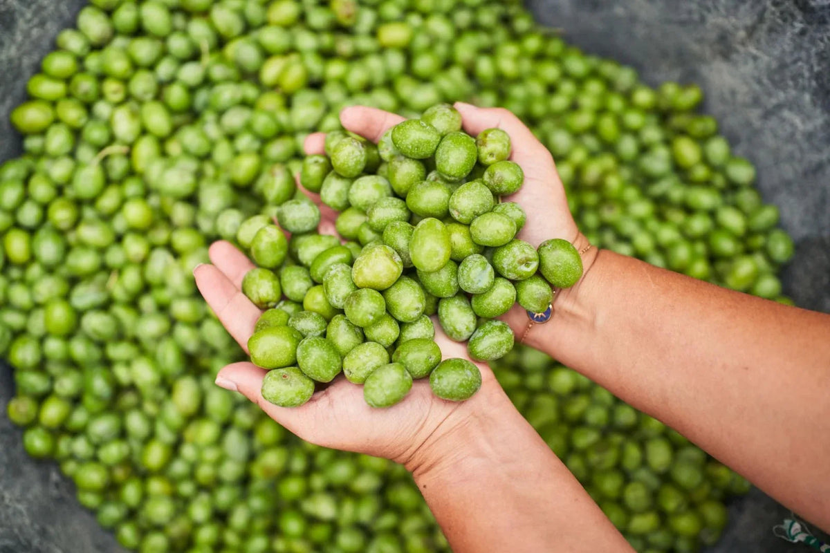 Aceitunas Picual verdes durante la cosecha temprana de octubre